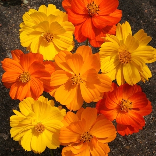 Cosmos Sulphureus